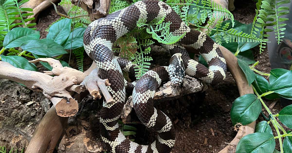 Are King Snakes Good Pets?