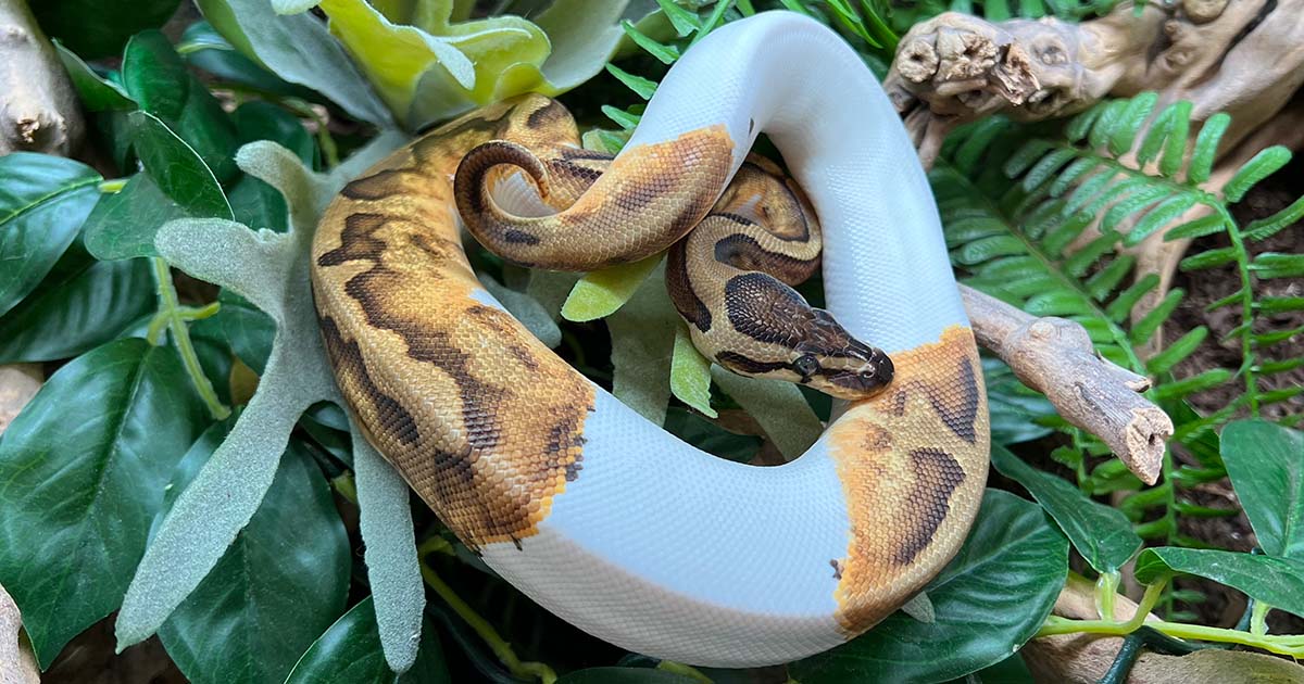 How Fast Do Ball Pythons Grow?