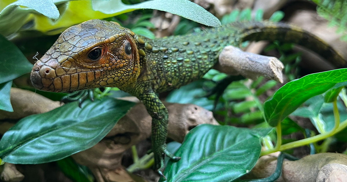 Are Caiman Lizards Good Pets? 