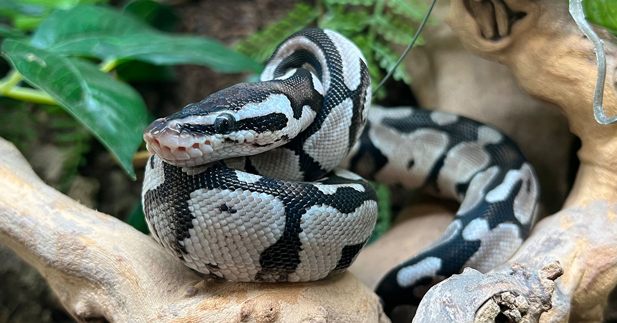 Ball Python Care | Ball Python Care Sheet 2024