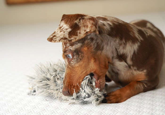 Why Do Dachshunds Destroy Toys?