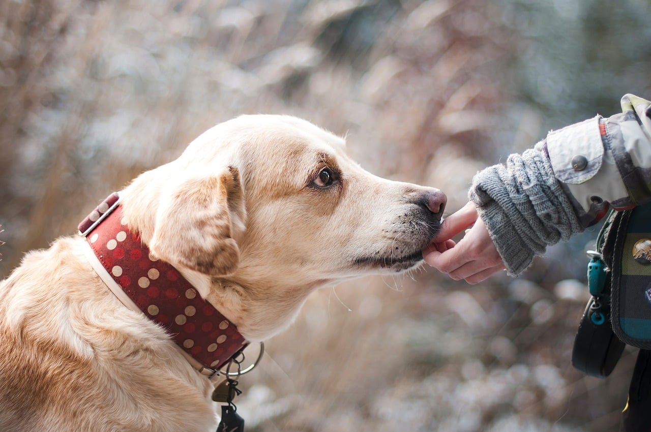 10 Best High-Value Dog Treats in 2024 – Reviews & Top Picks