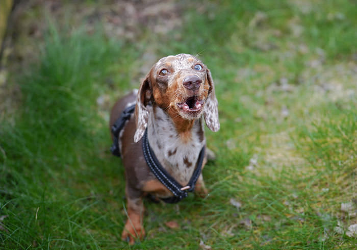 20 Reasons Why a Dachshund Might Not Be Right For You