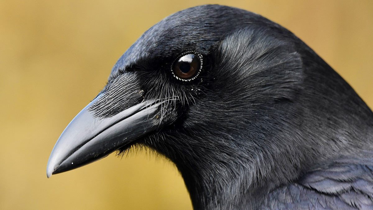 At Events Like Ours: Five Years of Black Birders Week [Essay]