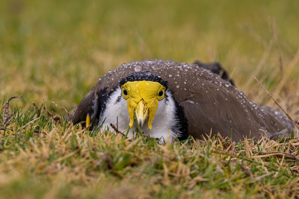 August eBirder of the Month Challenge