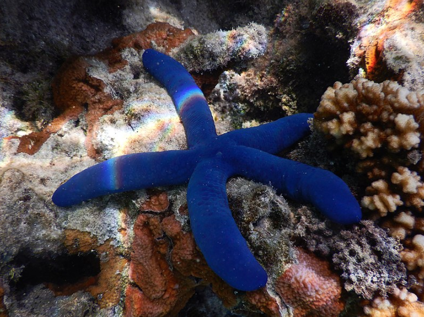 Call to action: Share your Linckia starfish experiences! | Reef Builders