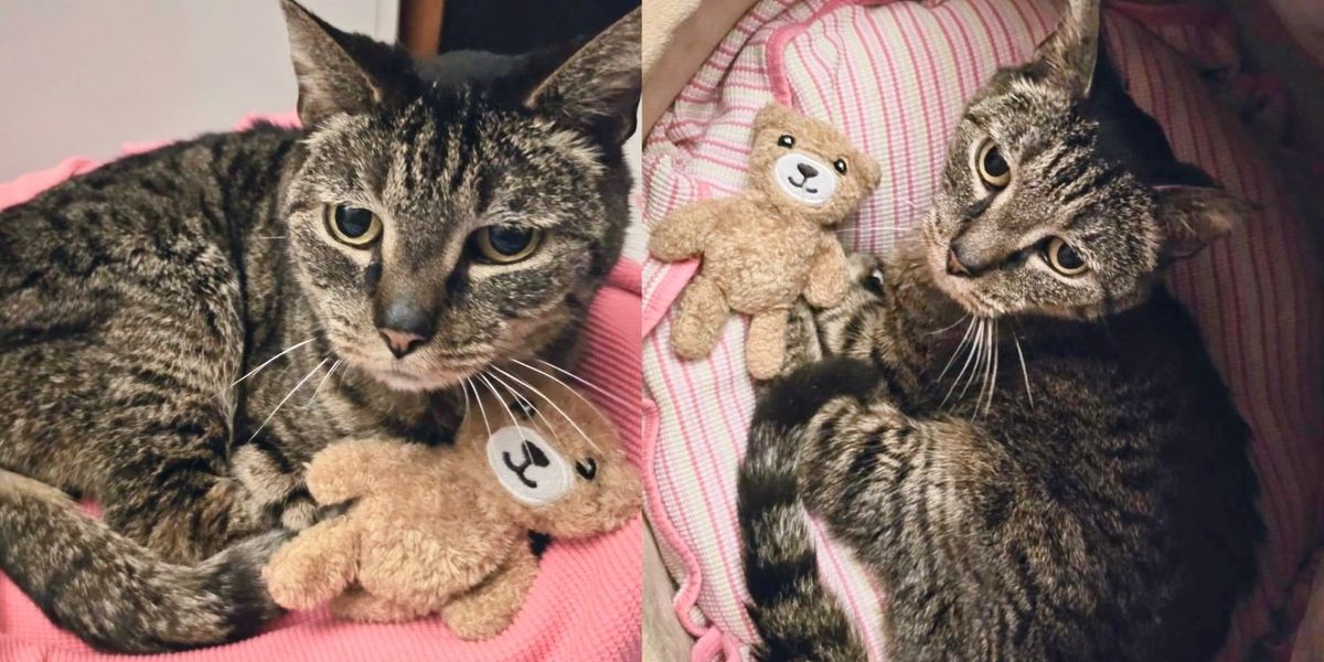 Cat Stumbled into a Yard and was ‘More than Sweet’, Now Takes Trusty Teddy with Her Everywhere