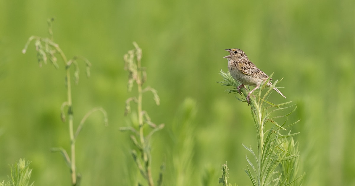 Grazing the Bar: Audubon Awarded $2.5 Million Conservation Innovation Grant from USDA