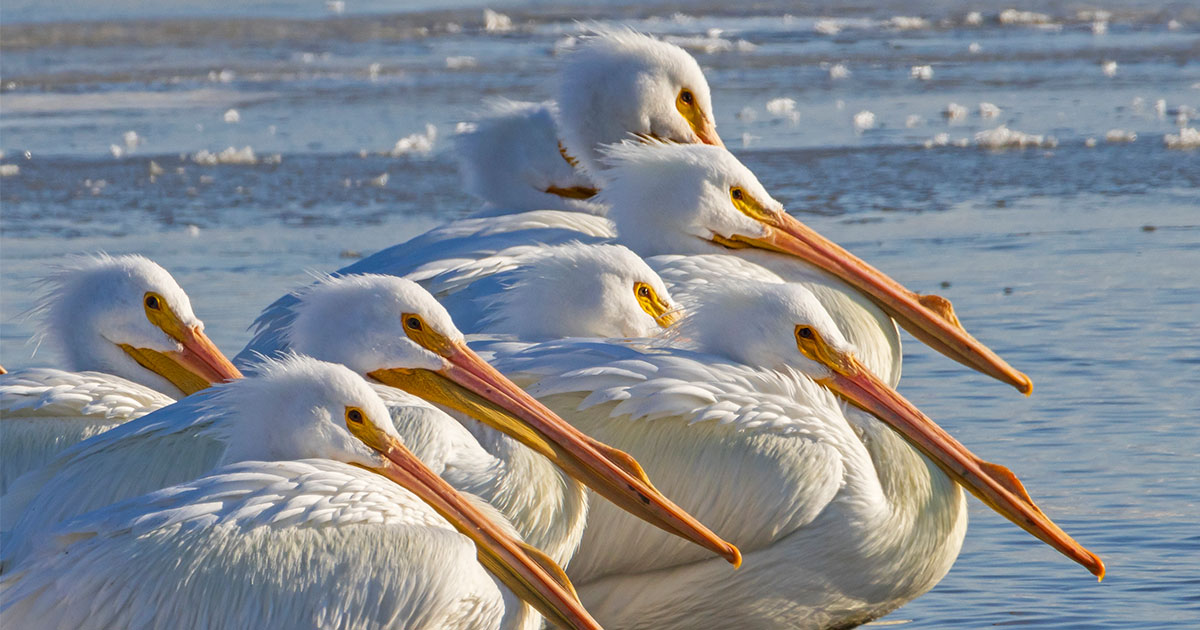 Great Salt Lake Partners “Band Together” to Monitor American White Pelicans