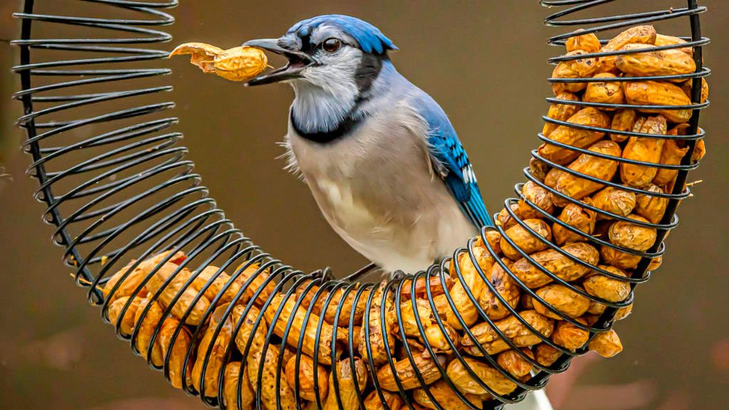 How to Choose the Right Kind of Bird Feeder