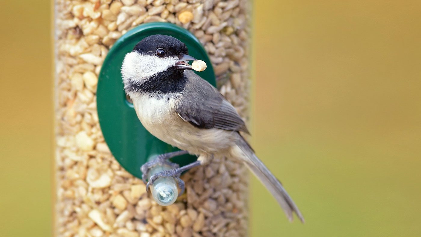 How to Clean Your Bird Feeder