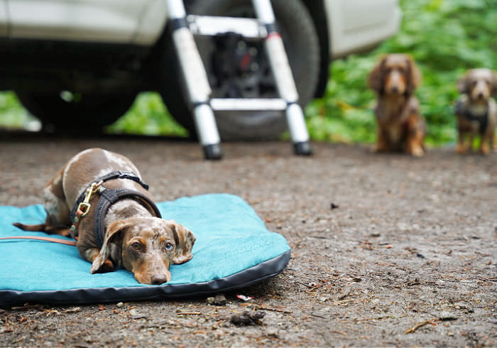 How to Know If Your Dog Ready to Go Camping?