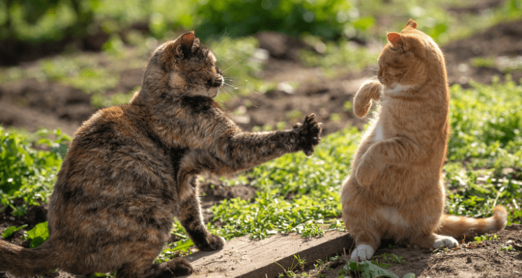 How to Prevent Cats From Fighting: 5 Essential Tips