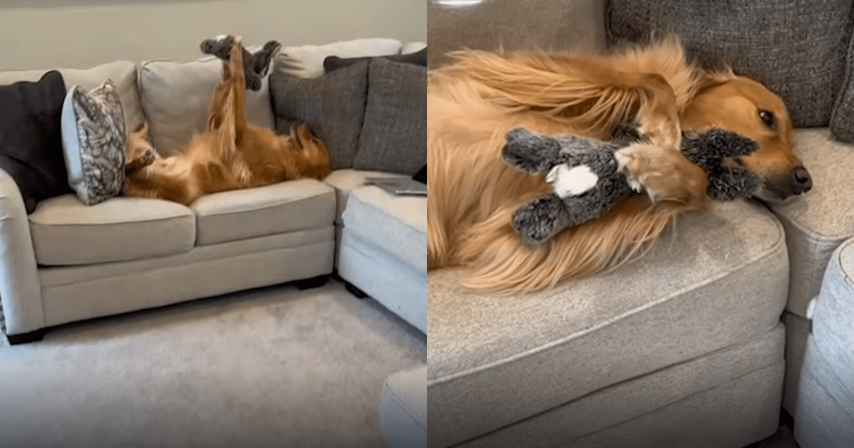 Internet Falls in Love with Golden Retriever’s Cute Toy ‘Admiration’