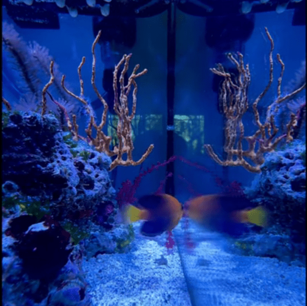 Let’s talk about introducing new fish into your reef aquarium