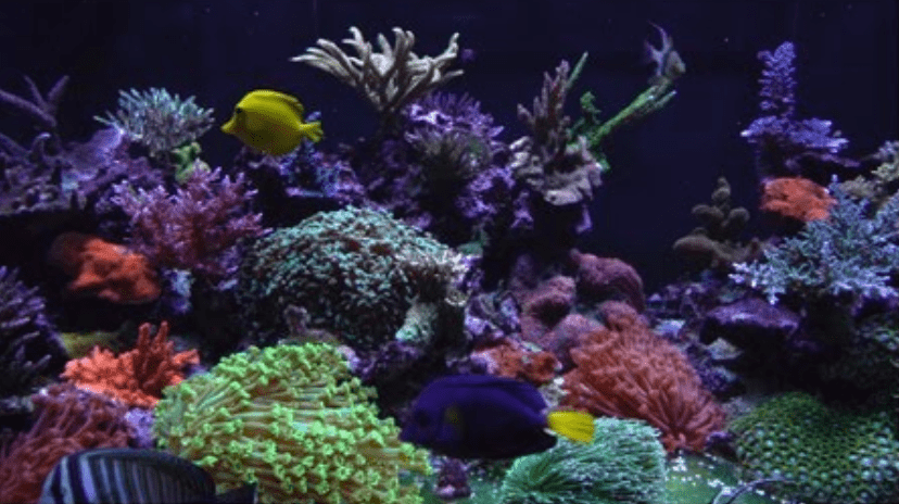 Rappin’ With ReefBum: Guest, Dr. Alex J. Hall, Aquatic Veterinarian