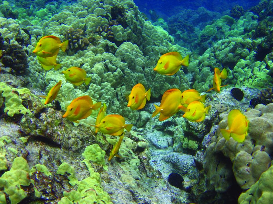 Still no Hawaii Aquarium Fishing Permits as Meeting Stalls for 10 days | Reef Builders