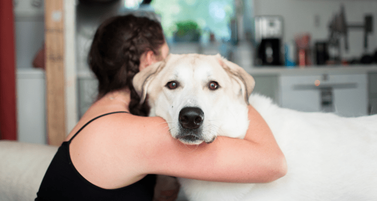 The Top 8 Dog Breeds for Cuddling: Cosy Companions