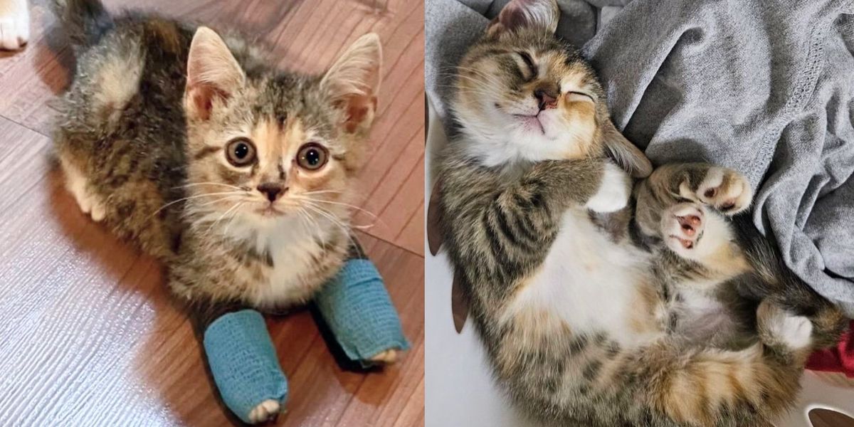 Tiny Kitten Seen on the Road Begging to Be Rescued Ends Up Having All Her Wishes Come True