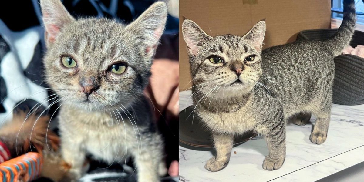 Young Cat with an Old Soul Grows Slower Than Others, They Realize She’s a ‘Forever Kitten’