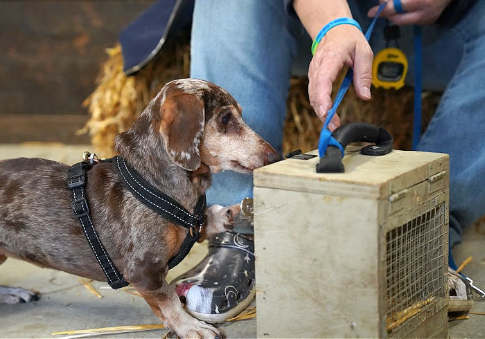 15 Enrichment Ideas for Dachshunds