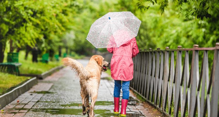 8 Must-Have Products for Pet Safety This Monsoon