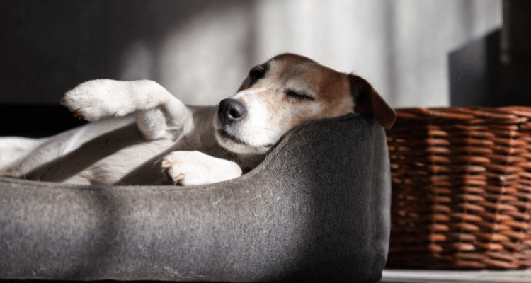 Do Dogs Dream Like Humans? 5 Shocking Facts You Didn’t Know!