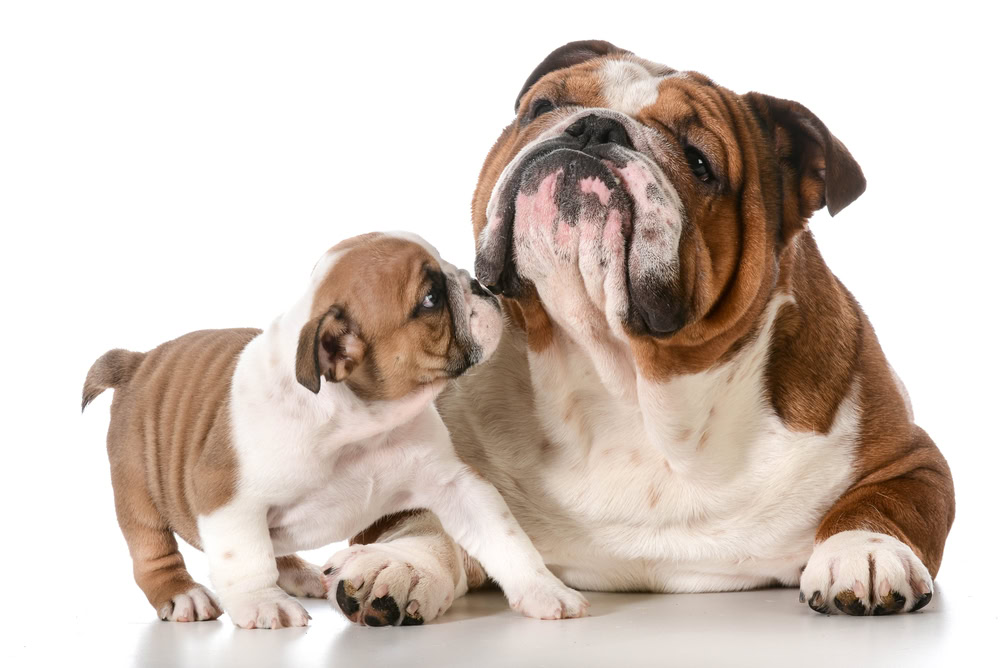 Do Male Dogs Know Their Puppies? You’ll Be Surprised to Learn