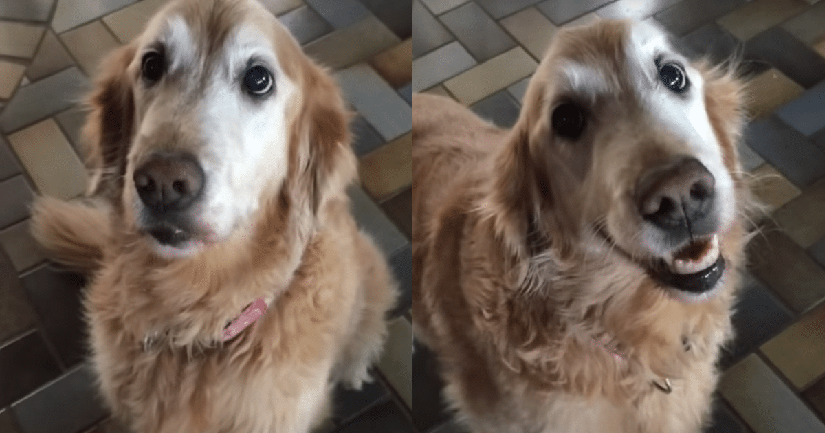 Dog’s Great Reaction to the News That She’s Cancer-Free