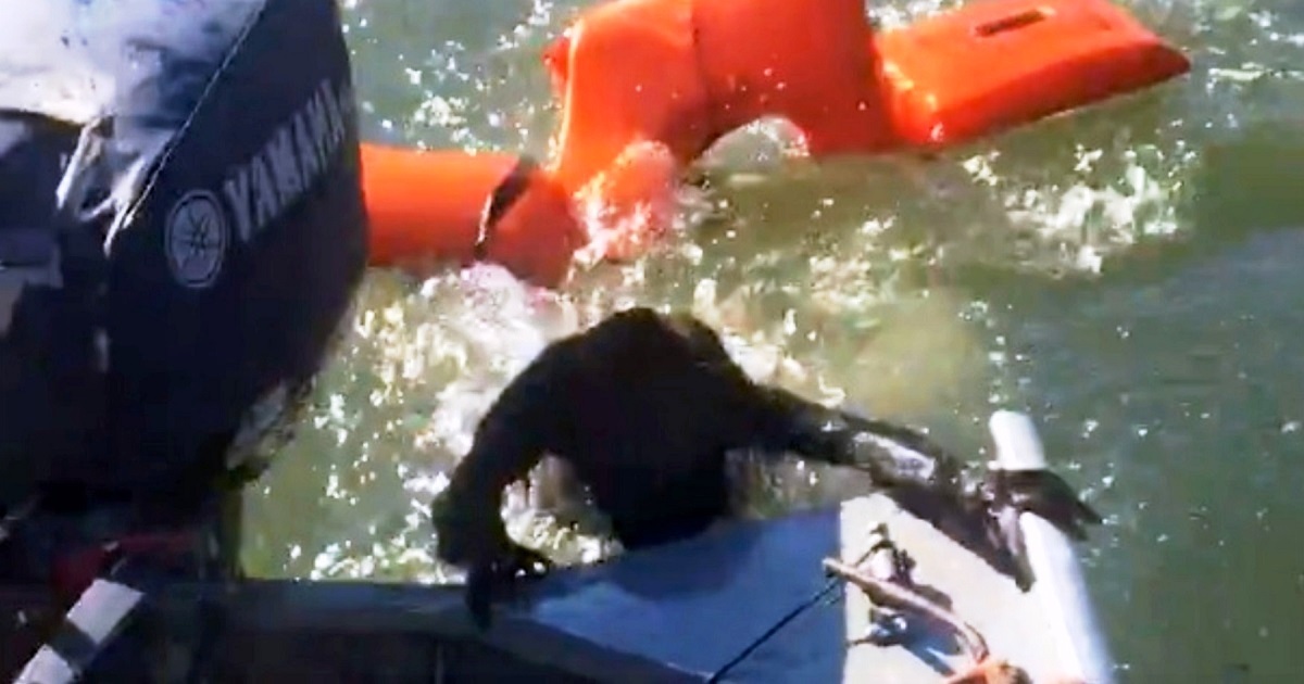 Fisherman Throws Life Jacket To Save Drowning Dog But It Is ‘Not-A-Dog At All’