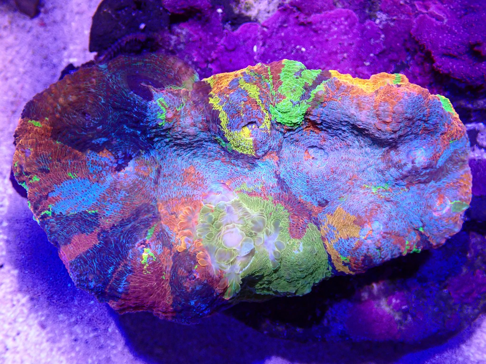 Fruit Salad Chalice Coral Looking Sweet at Nick’s Aquarium | Reef Builders