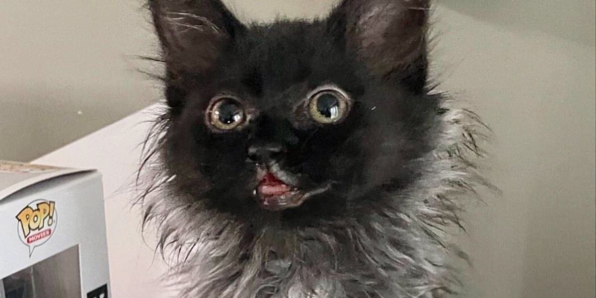 Kitten Dropped Off for Help at Days Old Now Has a Smokey Coat – the Most Smiley Cat There is