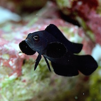 Manonichthys paranox, The Midnight Dottyback