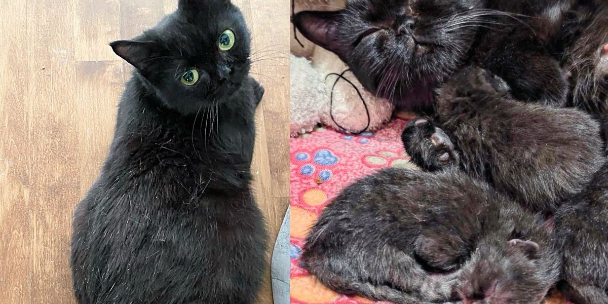 People Bring a Stray Cat to Safety Only to Discover They Have Also Saved 4 Tiny Kittens