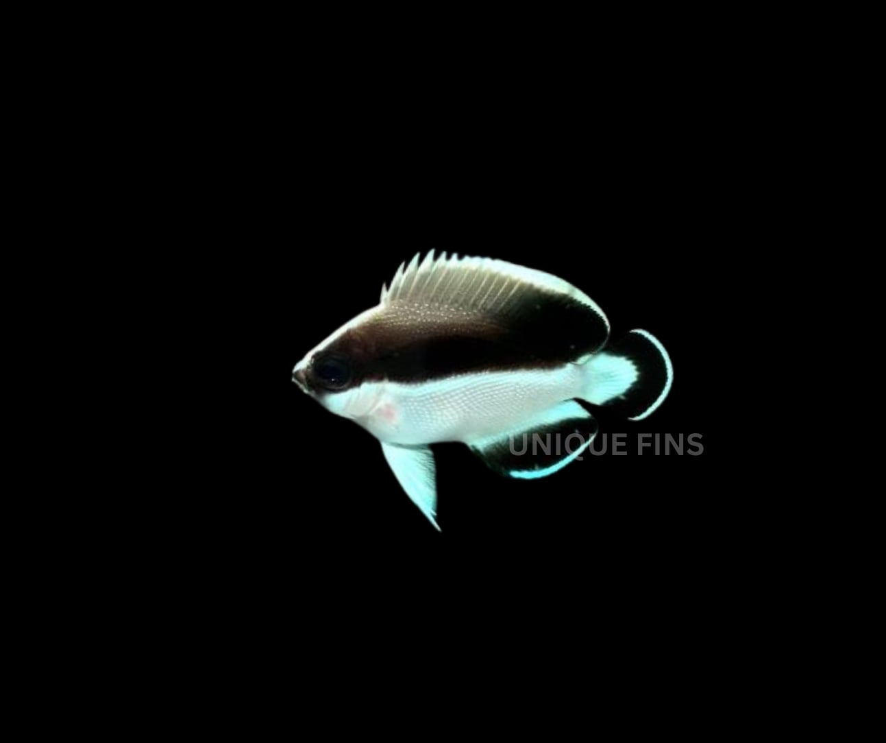 Tank Bred Bandit Angel For Sale At Unique Fins | Reef Builders