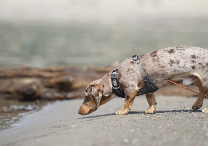 The Dachshund is a Hound, Right? Maybe Not