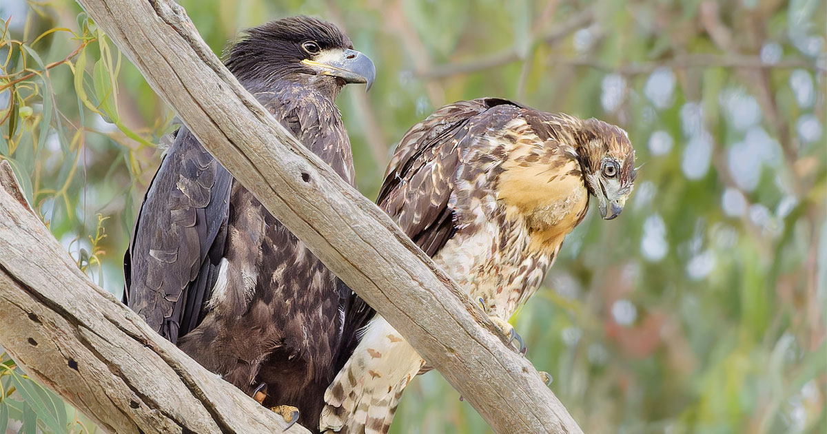 This Teen Photographer Captured a Raptor Rarity: Bald Eagles Raising a Red-tailed Hawk Chick