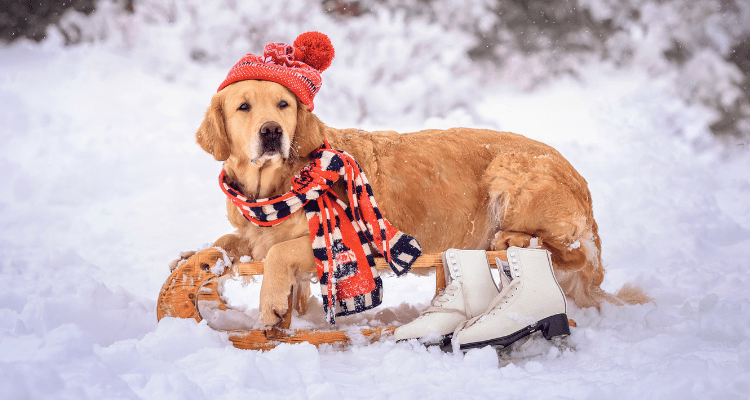 Top 8 Wintercare Products Every Pet Owner Should Have