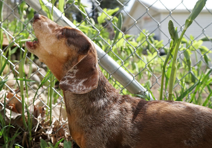 Want to Improve Your Dachshund’s Behavior Without Training? Try These Two Things First.