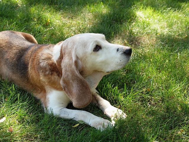 10 Reasons Why You Should Adopt A Senior Dog