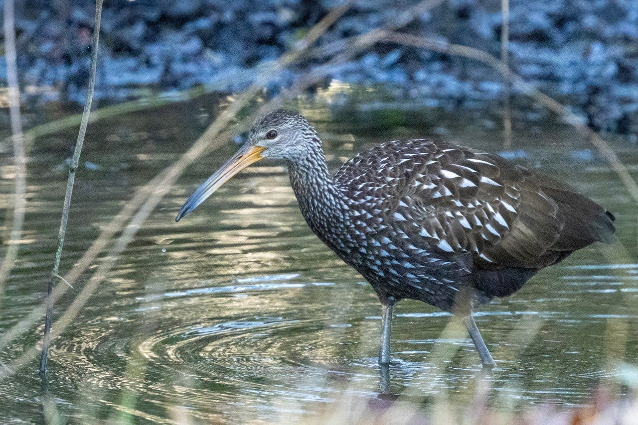 The 124th Christmas Bird Count in Virginia and Washington DC